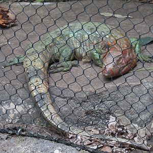 Rainforest - Caiman Lizard Exhibit