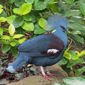 Rainforest - Victoria Crowned Pigeon (Free Roaming)