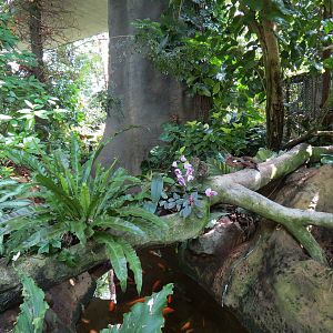 Rainforest - Base of Simulated Tree