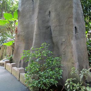 Rainforest - Base of Simulated Tree