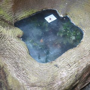 Rainforest - Goliath Bird-eater Spider Exhibit