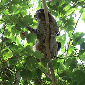 Rainforest - Two-toed Sloth (Free Roaming)