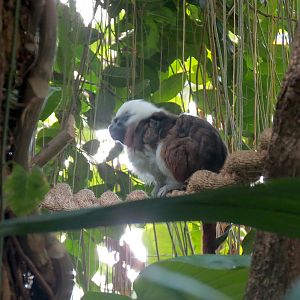 Rainforest - Cotton-top Tamarin (Free Roaming)
