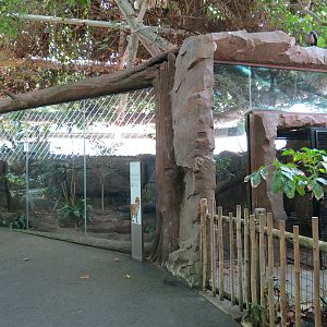 Rainforest - Ocelot Exhibit