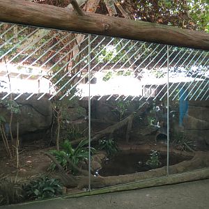 Rainforest - Ocelot Exhibit