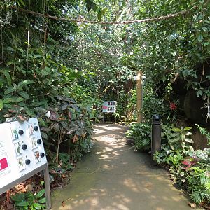 Rainforest - Trail