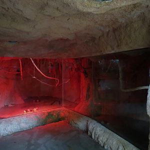 Rainforest - Egyptian Fruit Bat Exhibit