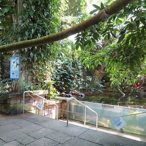 Rainforest - South American Pond Exhibit Area