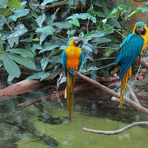 Rainforest - South American Pond Exhibit Area - Blue And Gold Macaw