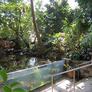 Rainforest - South American Pond Exhibit Area