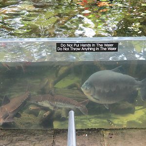 Rainforest - South American Pond Exhibit Area