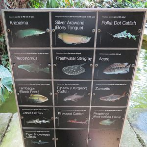 Rainforest - South American Pond Exhibit Area - Species Sign