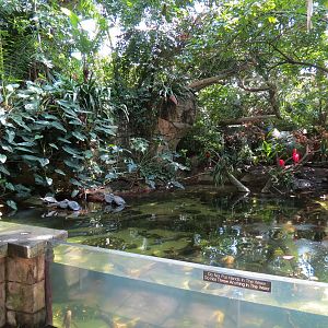 Rainforest - South American Pond Exhibit Area