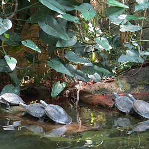 Rainforest - South American Pond Exhibit Area - Yellow Spotted Amazon River Turtle