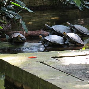 Rainforest - South American Pond Exhibit Area - Yellow Spotted Amazon River Turtle