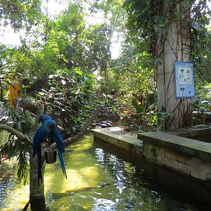 Rainforest - South American Pond Exhibit Area - Hyacinth Macaw