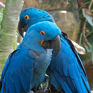 Rainforest - South American Pond Exhibit Area - Hyacinth Macaw