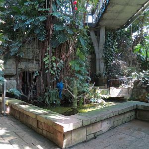 Rainforest - South American Pond Exhibit Area