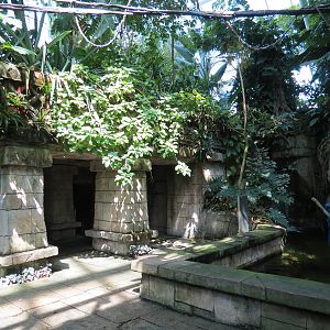 Rainforest - Mayan Temple Area
