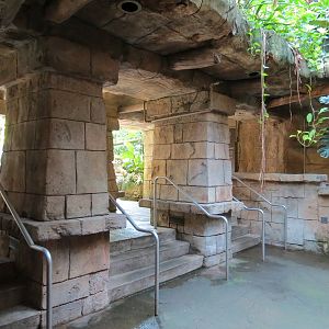 Rainforest - Mayan Temple Area