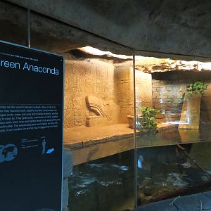 Rainforest - Green Anaconda Exhibit