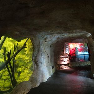 Rainforest - Red-bellied Piranha and Others Exhibit