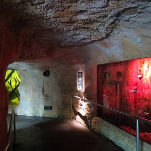 Rainforest - Common Vampire Bat Exhibit