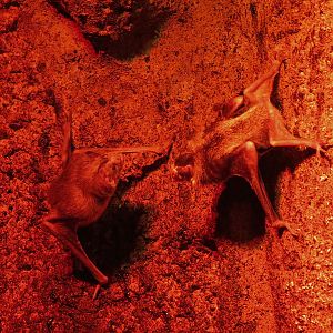 Rainforest - Common Vampire Bat Exhibit