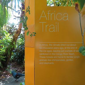 Rainforest - Africa Trail Sign
