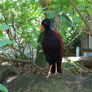 Rainforest - Green-naped Pheasant-pigeon (Free Roaming)