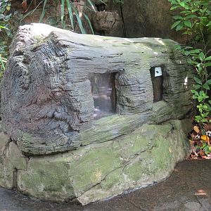 Rainforest - Two Terrarium Exhibits in Simulated Deadfall