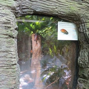 Rainforest - Madagascar Hissing Cockroach Exhibit