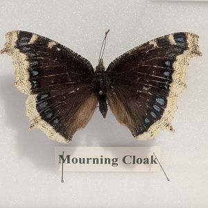 Mourning cloak butterfly (Nymphalis antiopa)