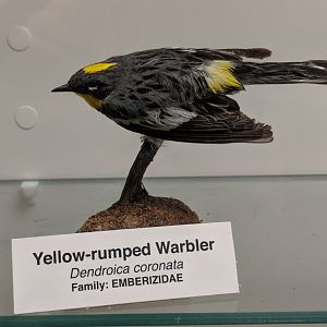 Yellow- rumped warbler (Setophaga coronata)