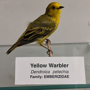 Yellow warbler (Setophaga petechia)