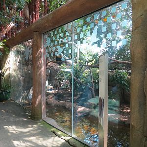 Rainforest - Blue Duiker and Hornbills Exhibit