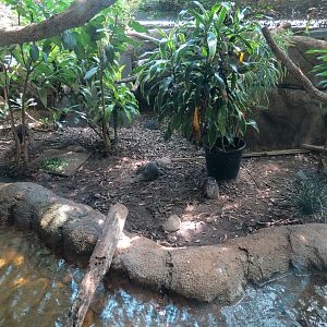 Rainforest - Blue Duiker and Hornbills Exhibit