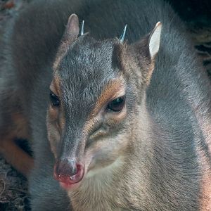 Rainforest - Blue Duiker and Hornbills Exhibit - Blue Duiker