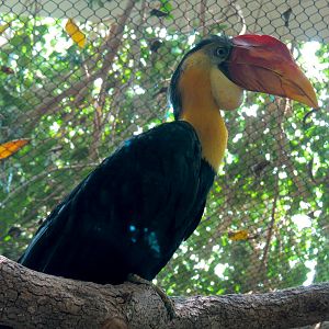 Rainforest - Blue Duiker and Hornbills Exhibit - Wrinkled Hornbill