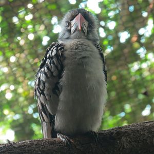 Rainforest - Blue Duiker and Hornbills Exhibit - Red-billed Hornbill