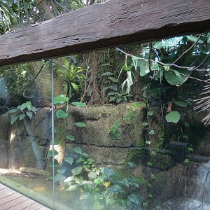 Rainforest - White-bellied Caique Exhibit