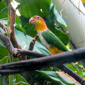Rainforest - White-bellied Caique Exhibit