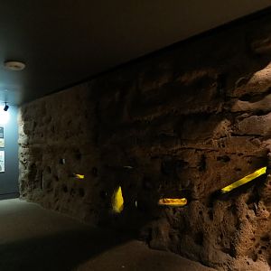 Rainforest - Leafcutter Ant Exhibit