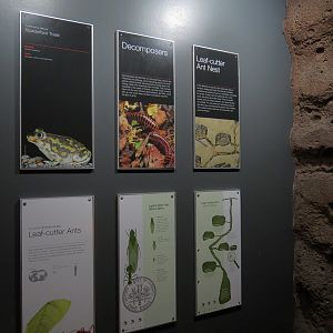 Rainforest - Leafcutter Ant Exhibit - Signage