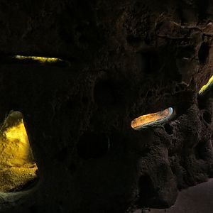 Rainforest - Leafcutter Ant Exhibit