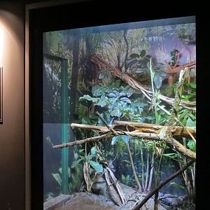 Rainforest - Sailfin Lizard Exhibit