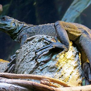 Rainforest - Sailfin Lizard Exhibit