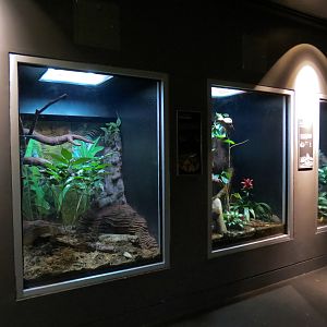 Rainforest - Three Reptile Exhibits