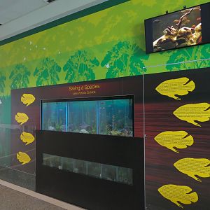 Rainforest - Lake Victoria Cichlids Exhibits
