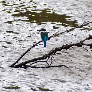 Torresian Kingfisher (Todiramphus sordidus)